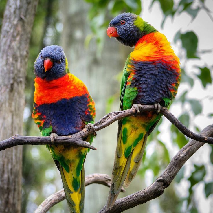 rainbow lorikeet on emaze