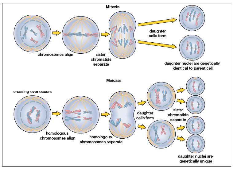 Mitosis Claribel – Telegraph