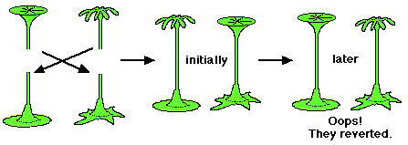 j hammerling experiment