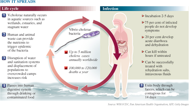 Cholera on emaze