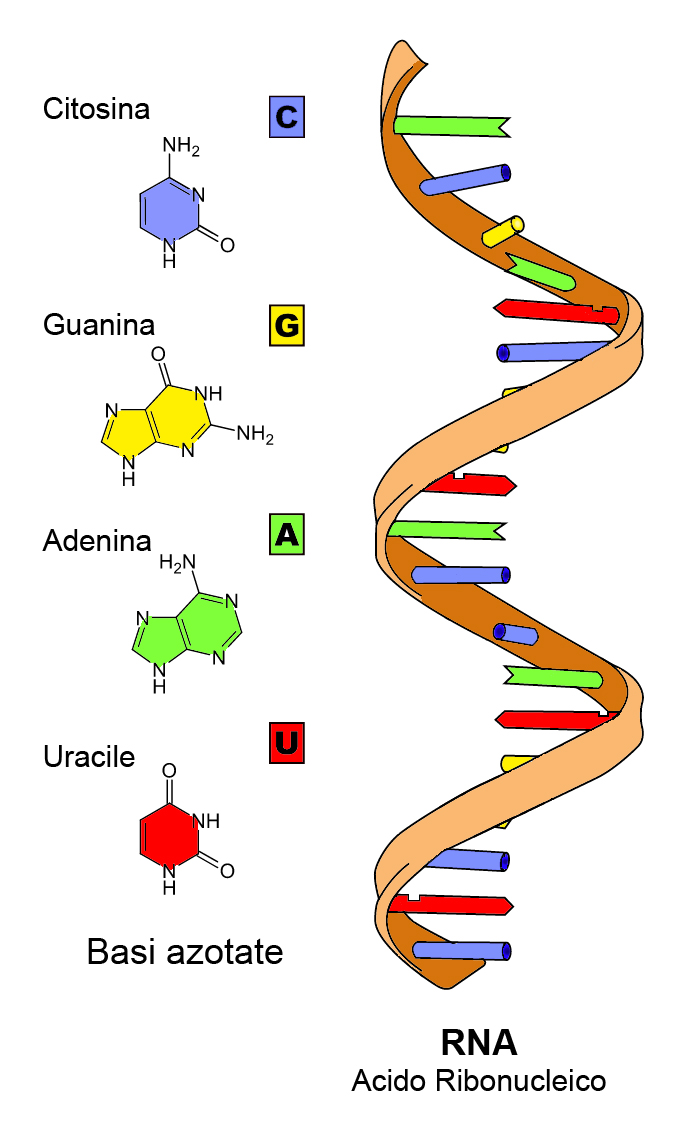 Рисунок молекулы рнк. Цепь РНК строение. Структура рибонуклеиновых кислот (РНК).. Структура молекулы РНК. Цепочка РНК строение.