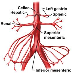 Blood Supply To GIT on emaze