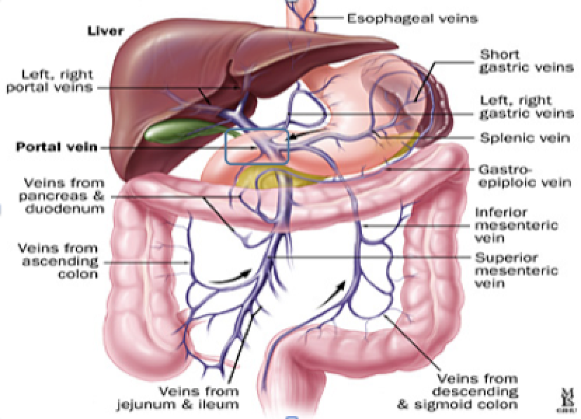blood-supply-to-git-at-emaze-presentation