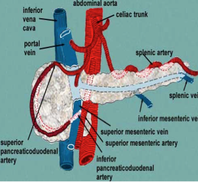 Blood Supply To GIT on emaze