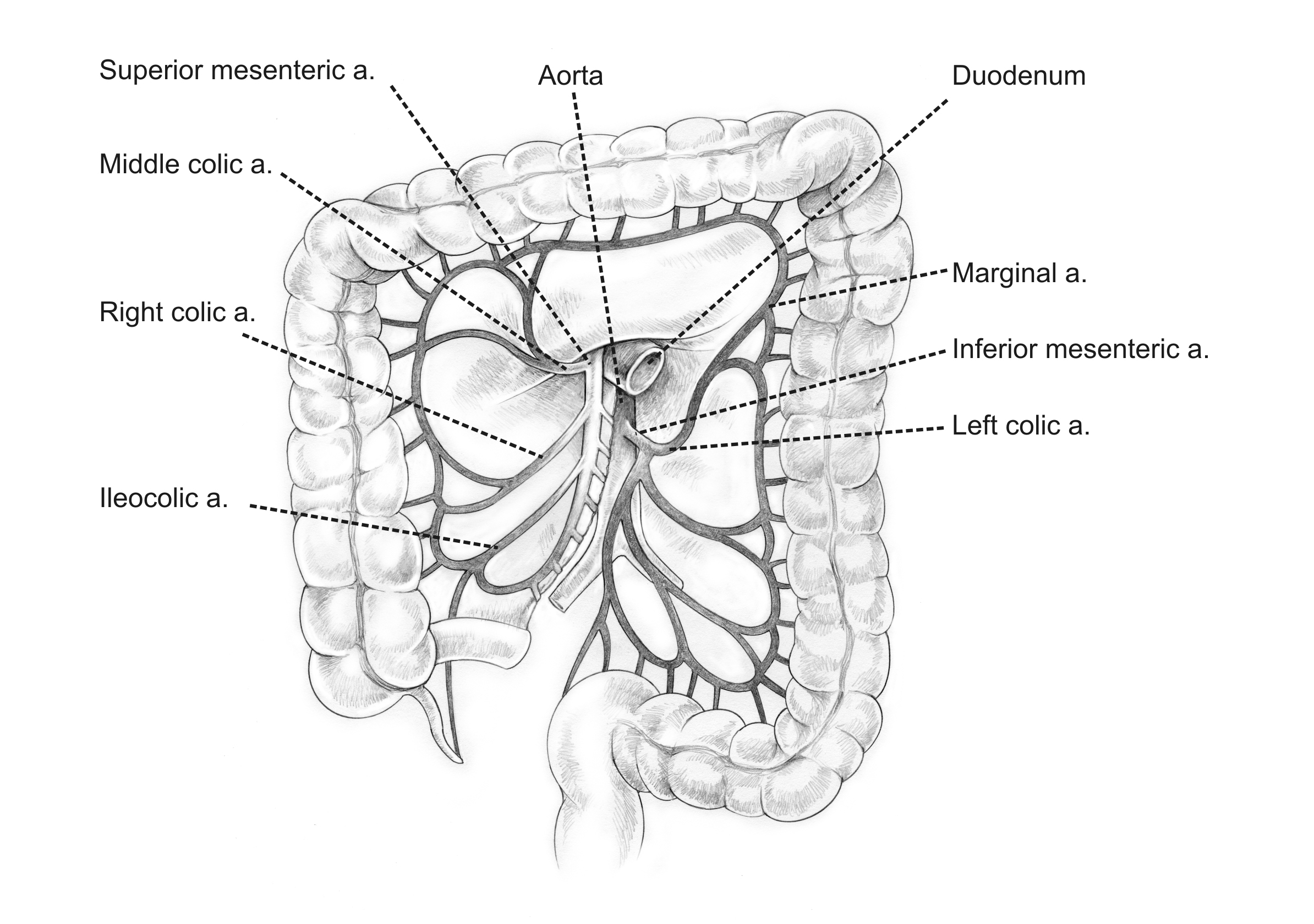 Blood Supply To GIT on emaze