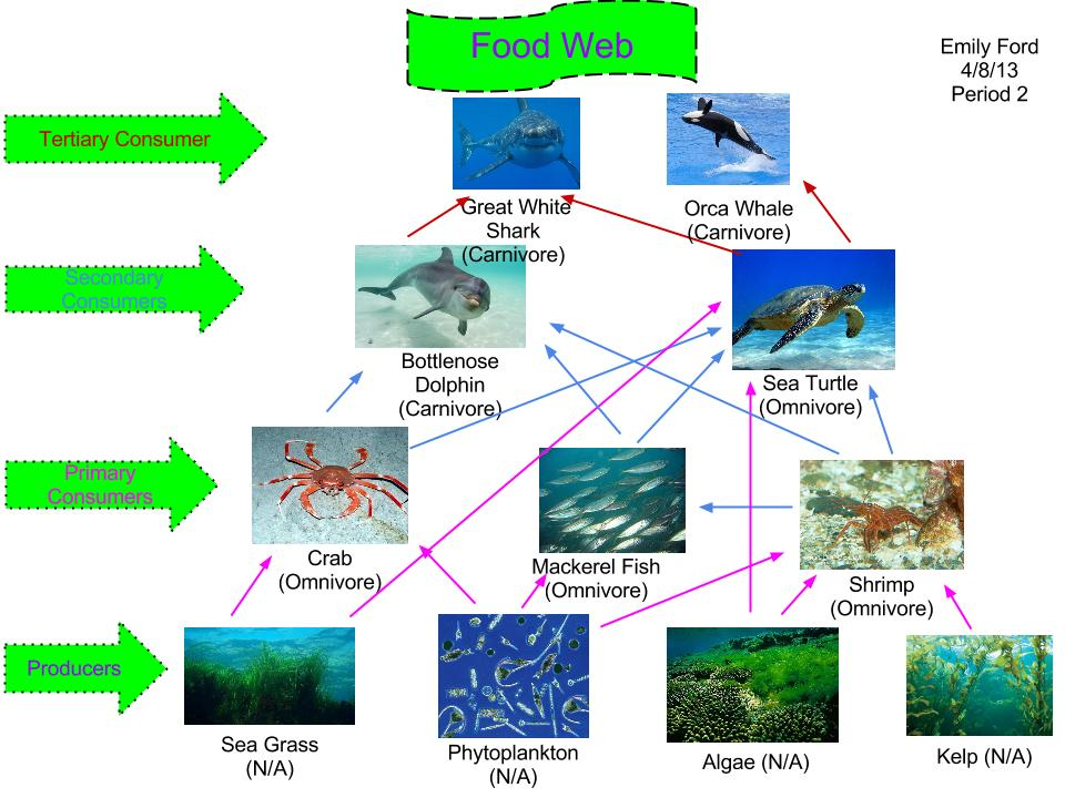 最新 Amazon River Dolphin Food Web Amazon River Dolphin Food Chain