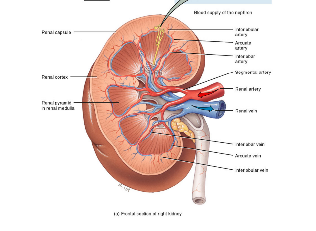 Почечные артерии и вены. Почечные артерии анатомия. Почечная Вена анатомия. Анатомия и физиология почек.