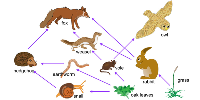 Biology revision food chains at emaze Presentation