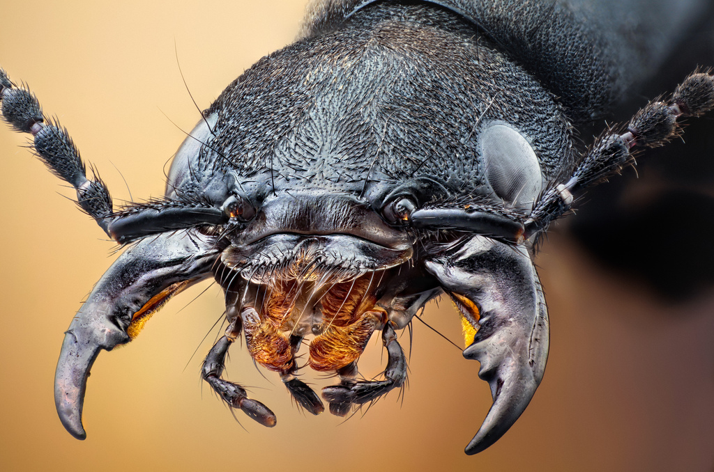 Insect Maws Insect Structures on emaze
