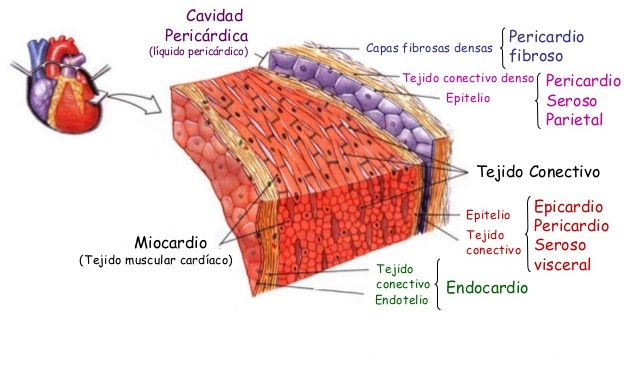 EL CORAZÓN¨El centro on emaze