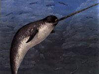 save the narwhals on emaze