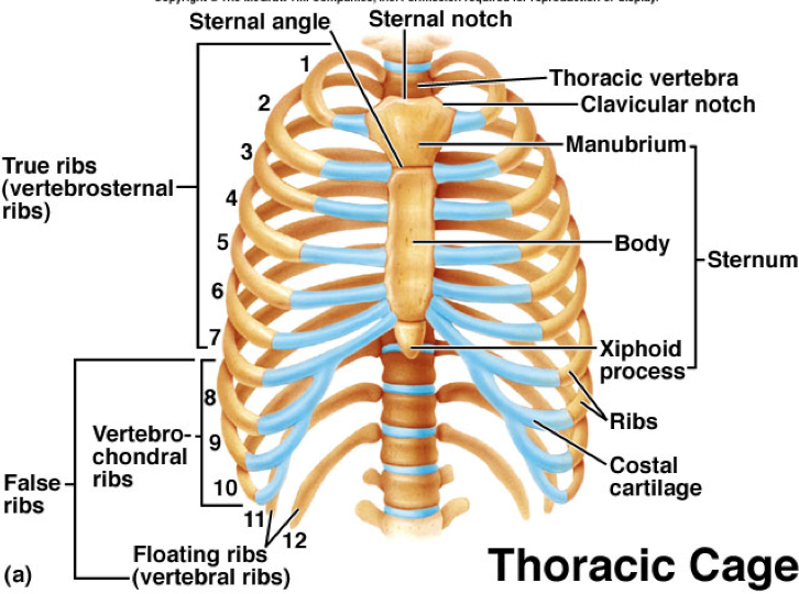 Thoracic Cage. Ребра анатомия. Rib Cage. Sternal notch.