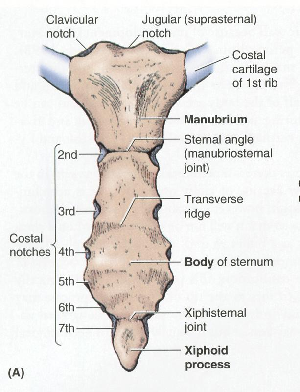 sternum flat bone