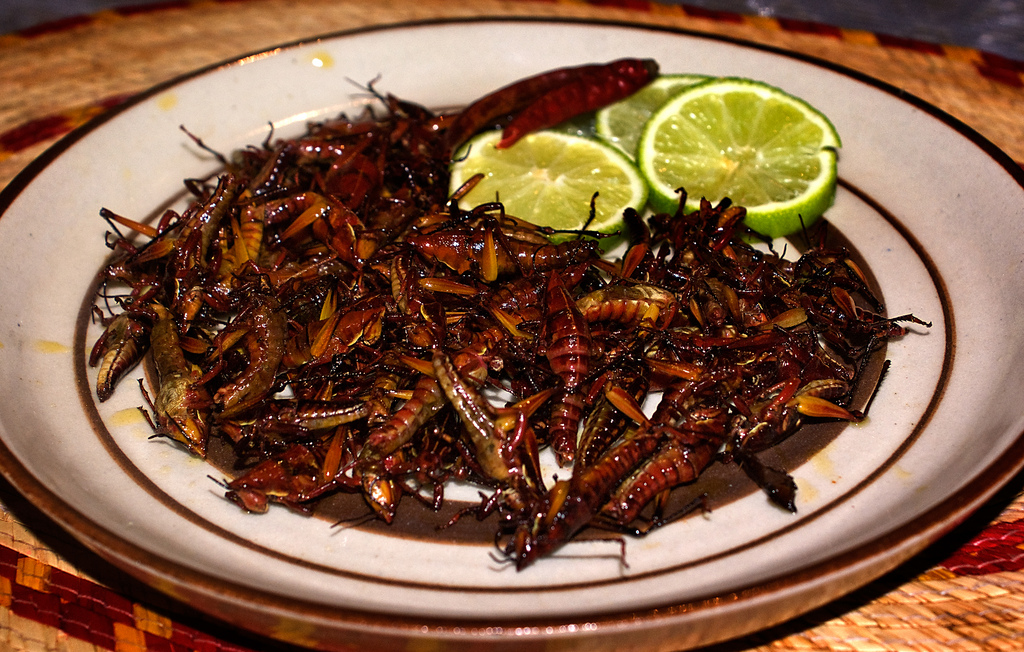 Presentation Name They are generally found to live under rocks, and are a special delicacy in mexico. presentation name