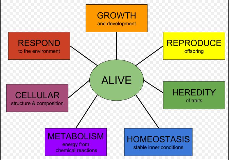cells at emaze Presentation