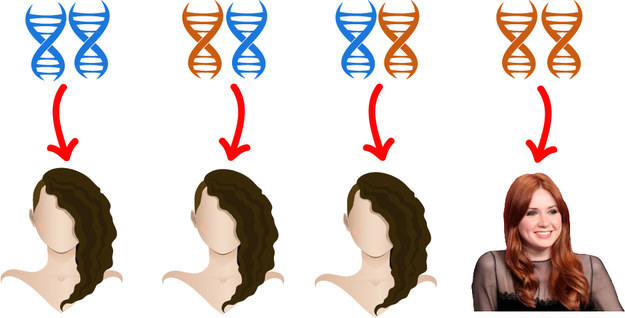 От чего зависит генетика волос