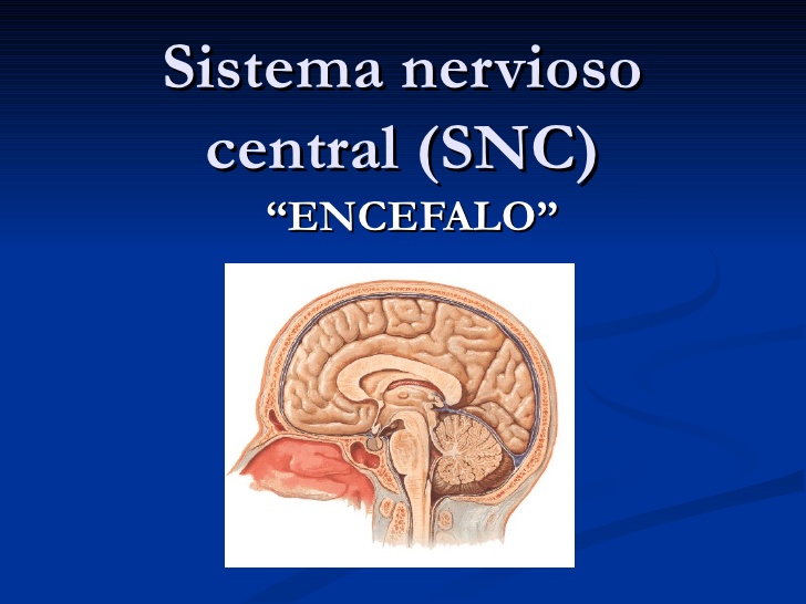 sistema nervioso central real