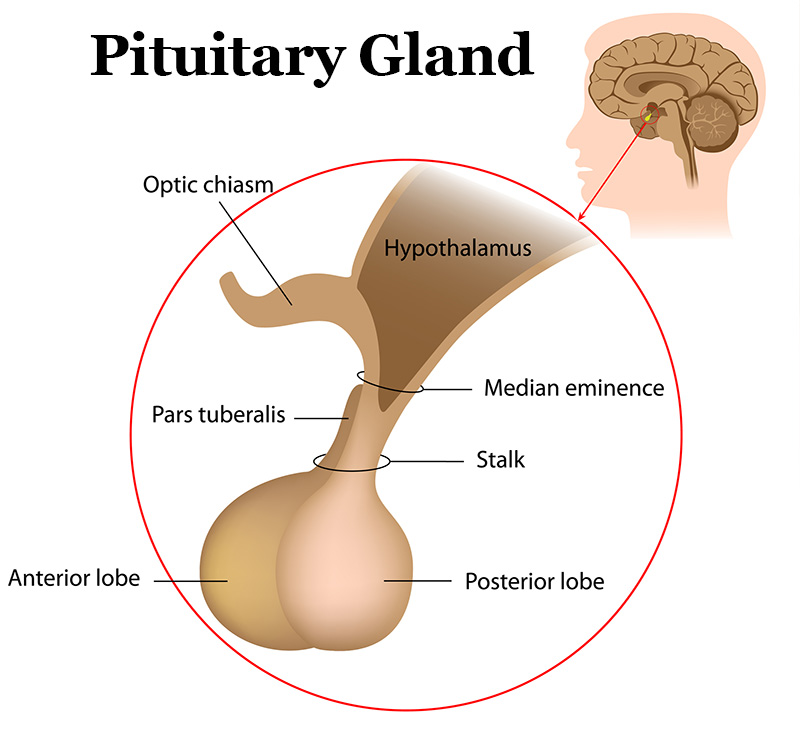 The Hypothalamus On Emaze