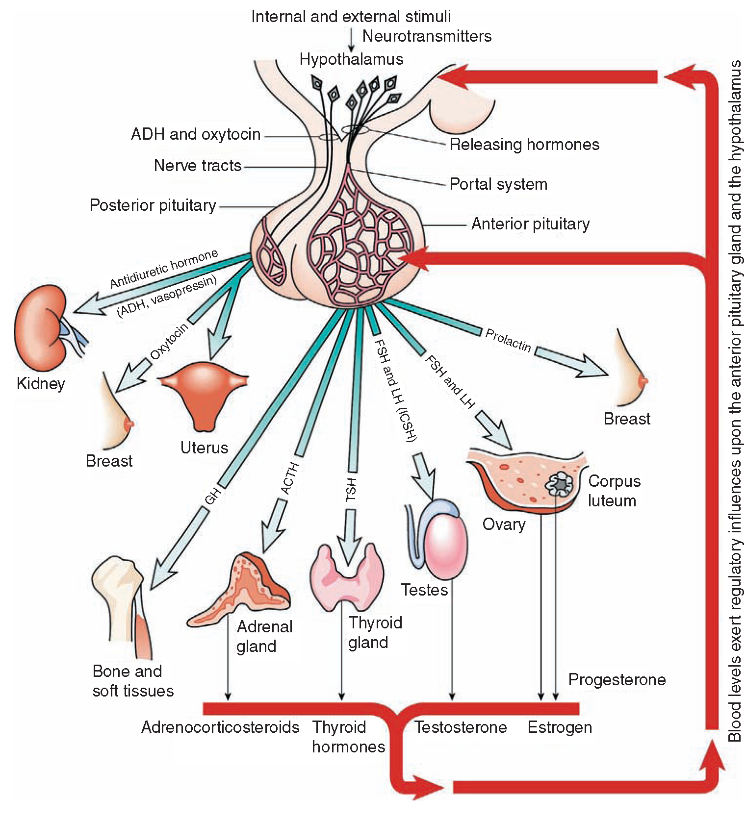 the-hypothalamus-on-emaze