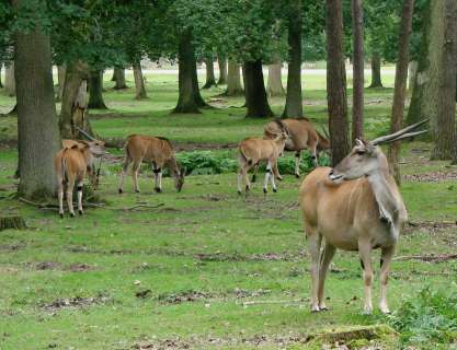 Resultado de imagen para saola animal