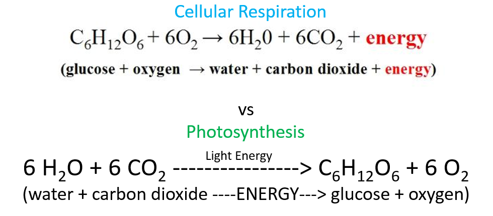 ace-balanced-formula-for-cellular-respiration-math-hl-data-booklet