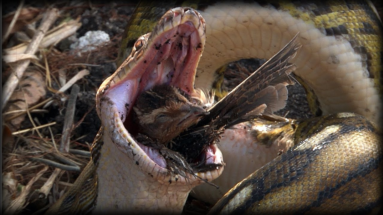 anacondas at emaze Presentation