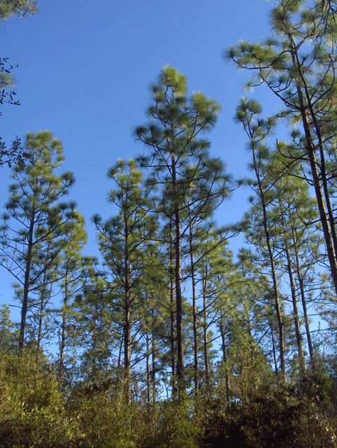 Alabama State Tree; Longleaf Tree at emaze Presentation