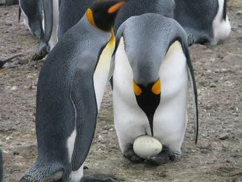 Parella de pingüins emperadores coidando do seu ovo