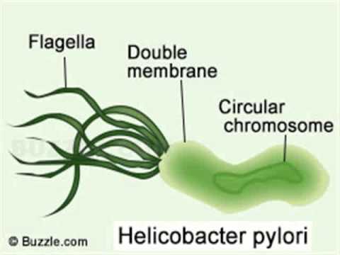 Eliminar helicobacter pylori sin antibióticos