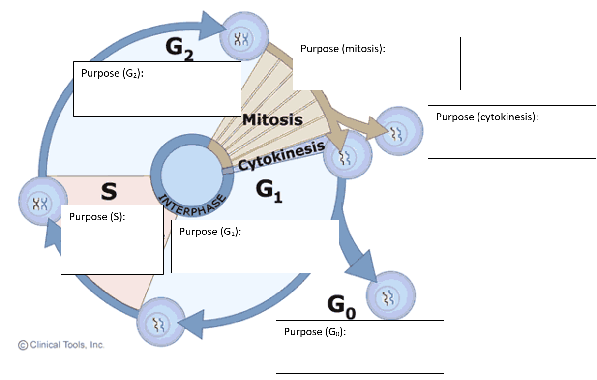 cell-cycle-project-step-1-on-emaze