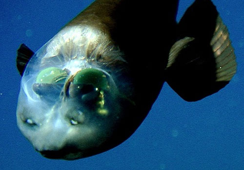 Researchers solve mystery of deep-sea fish with tubular eyes and  transparent head • MBARI