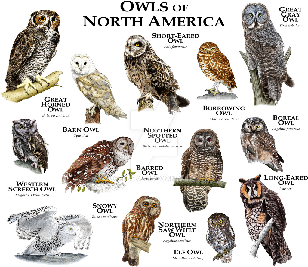 Owls On Emaze Owls On Emaze