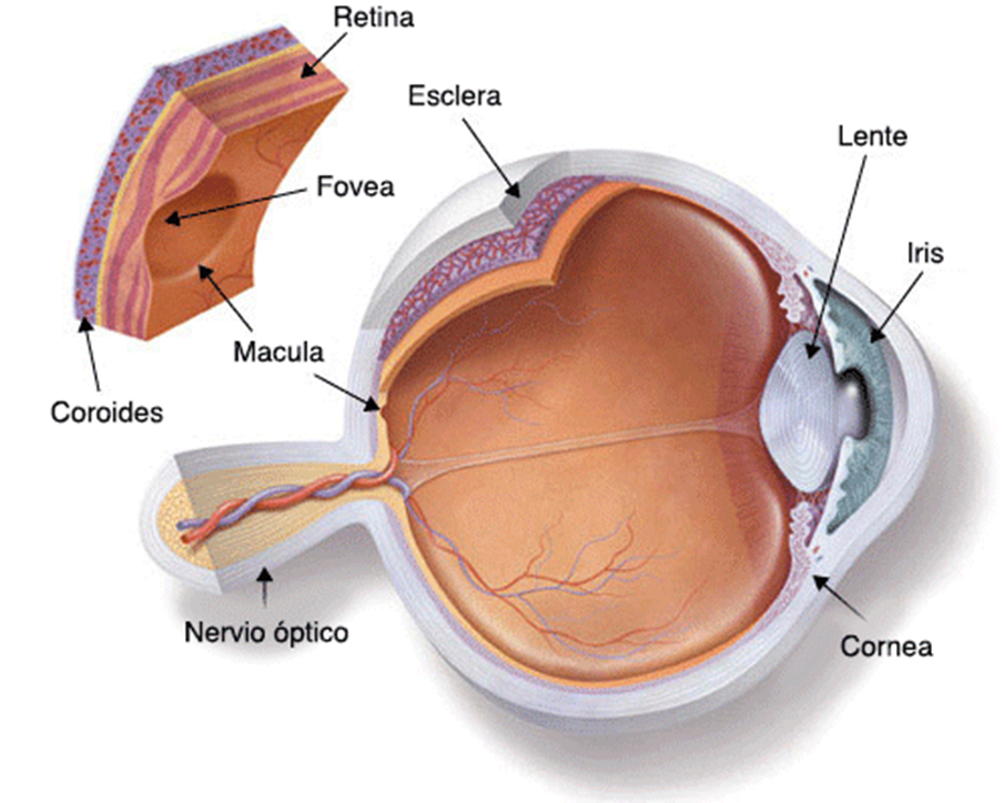 Склера глаза человека. Макула и фовеа. Склера сетчатка роговица. Анатомия глаза макула. Склера глаза анатомия.