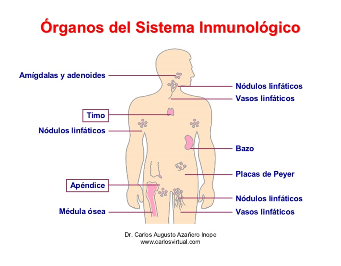 Fortalecer el sistema inmunologico