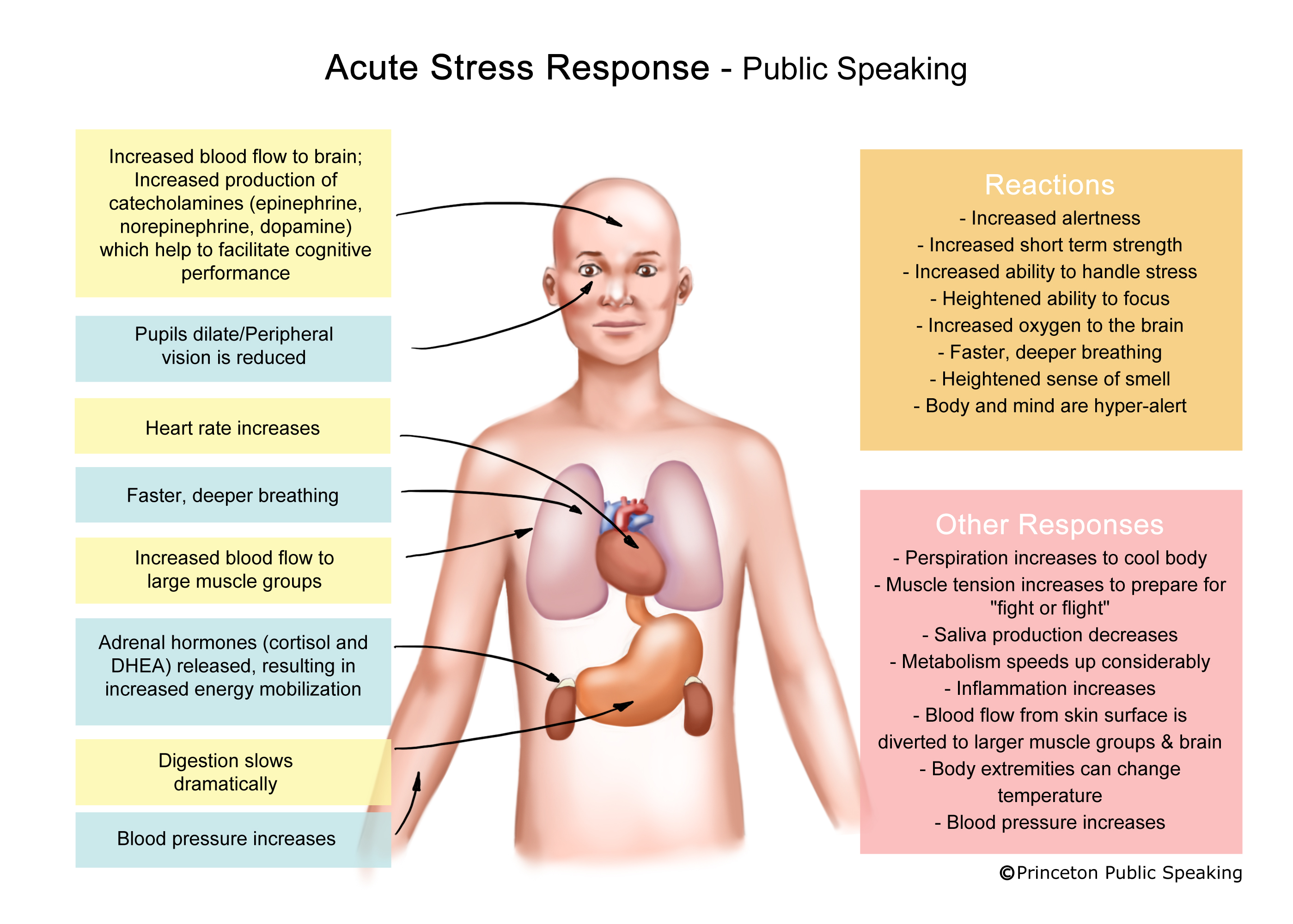 Public response. Стресс. Stress Reaction. Stress speaking. Стресс нима.