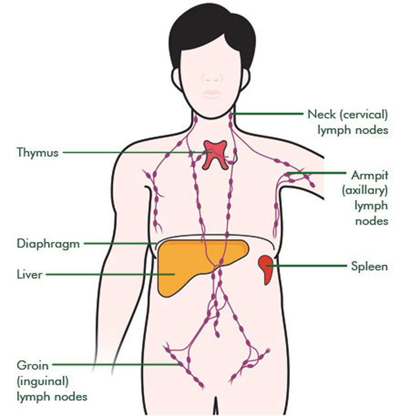 Лимфоузлы в паху воспаление причины лечение. Лимфатическая система пах. Подмышечные лимфатические узлы на теле человека схема. Лимфоузлы на теле женщины расположение. Расположение лимфоузлов в паху у мужчин схема.