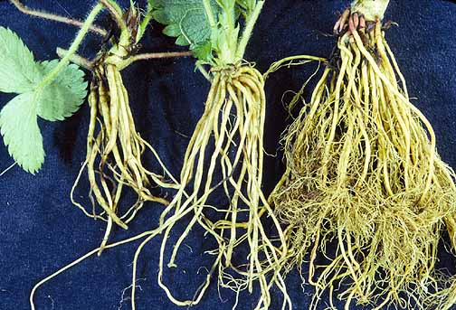Rizoid Roots Plant intro at emaze Presentation