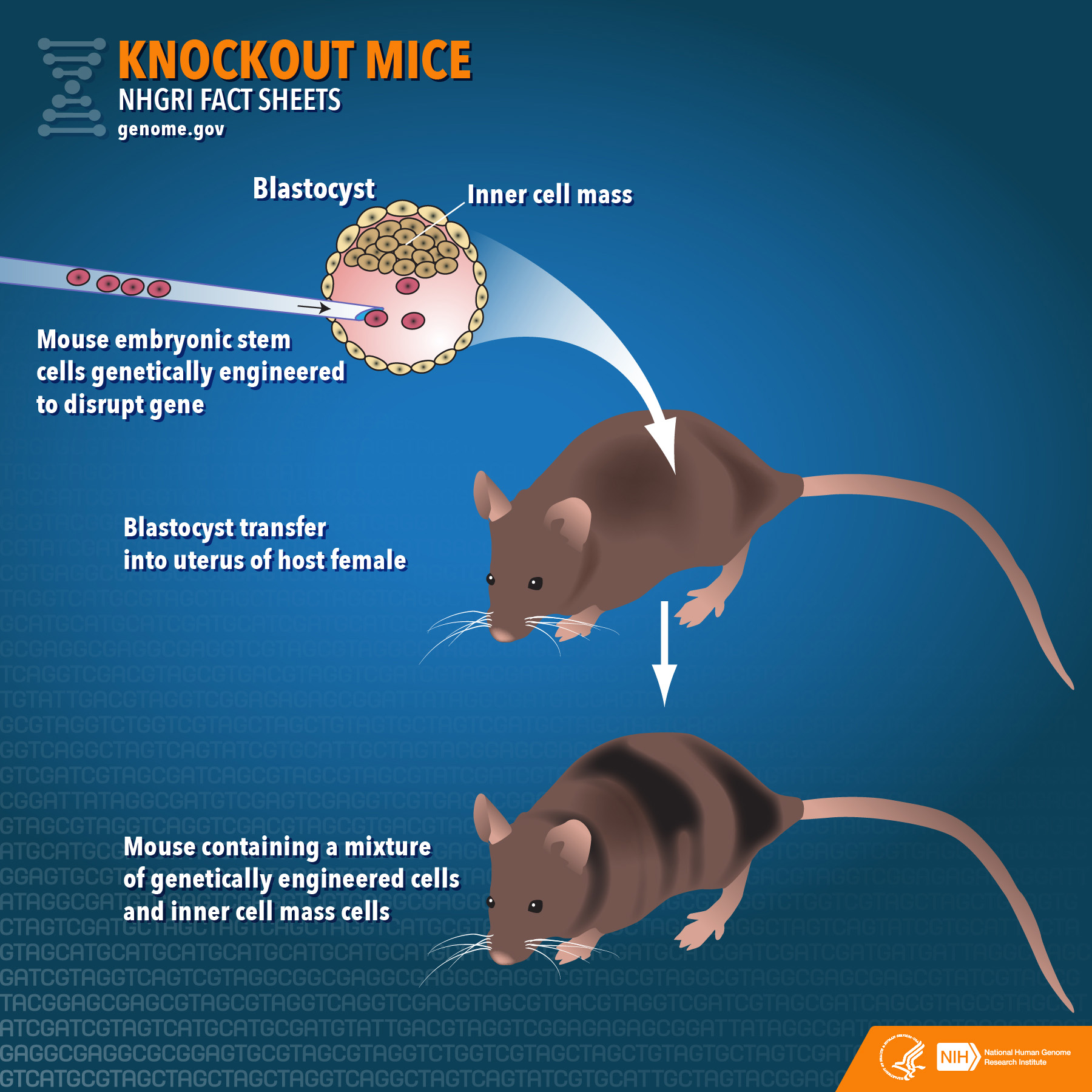 Нокаутные мыши. Мышь в нокауте. Мыши с нокаутом Гена. Gene Knockout Mice.