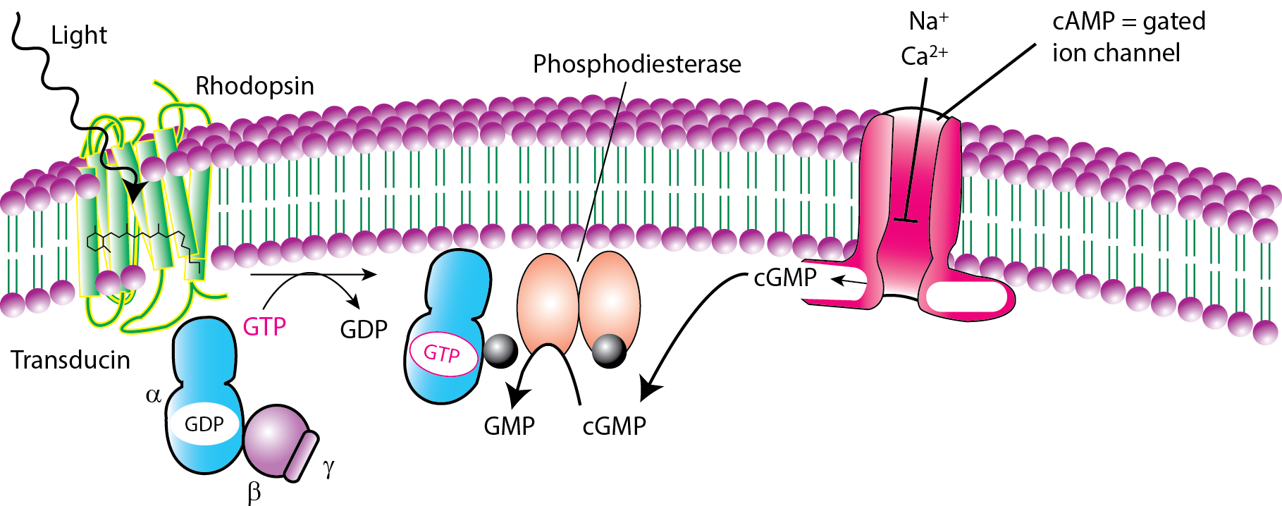Родопсин белок Рецептор. Опсин строение. G-белок – трансдуцин - фосфодиэстераза). Родопсин фототрансдукция.