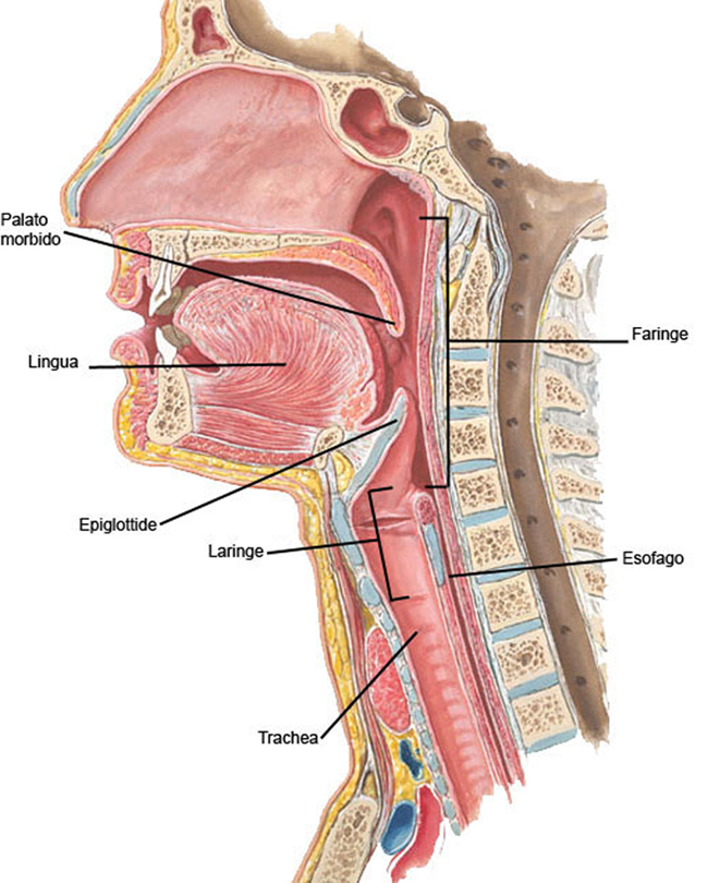 Глотка т. Сагиттальный срез гортани. Глотка анатомия Неттер.