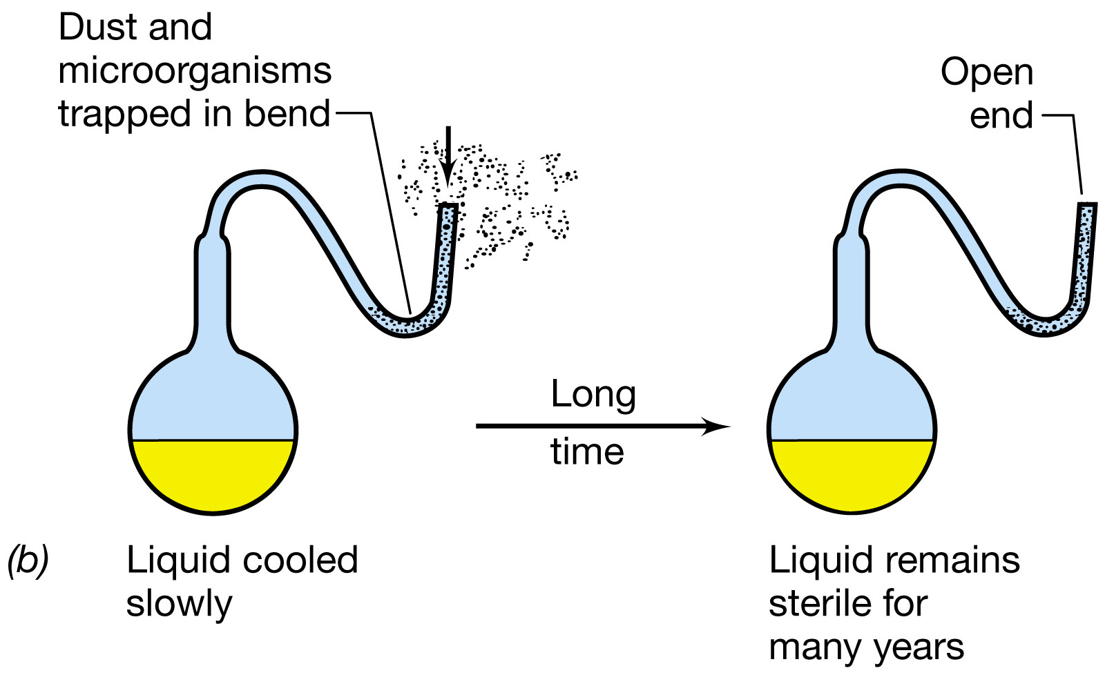 Время жидкость. Pasteur's Experiments. Колба Спалланцани. Биогенез бульон. Louis Pasteur Experimental Design.