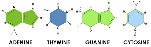 Как выглядит цитозин. Адениннуклеотиды.