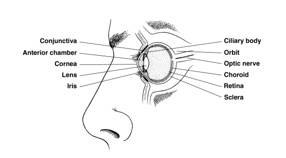 Retinoblastoma On Emaze