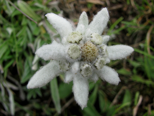 Edelweiss on emaze