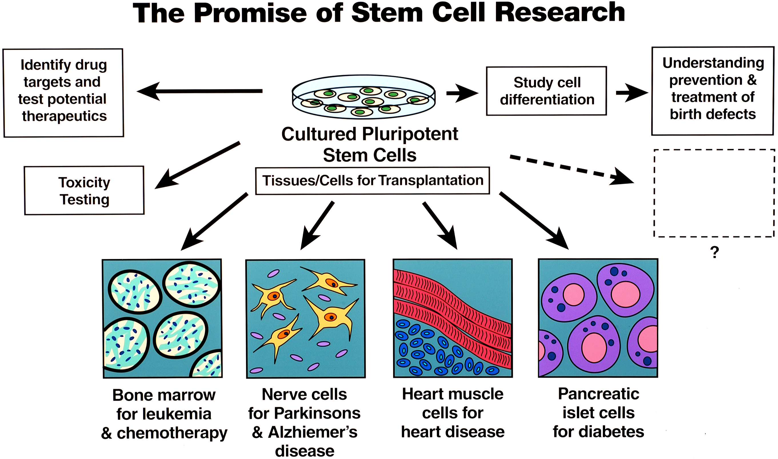 Stem клетки. Стволовые клетки. Stem Cells. Эпителиальные стволовые клетки. Стволовые клетки растений.