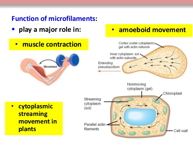 Non Muscular Movement pptx On Emaze Non Muscular Movement pptx On Emaze