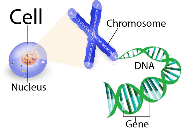 Image result for genes dna chromosomes