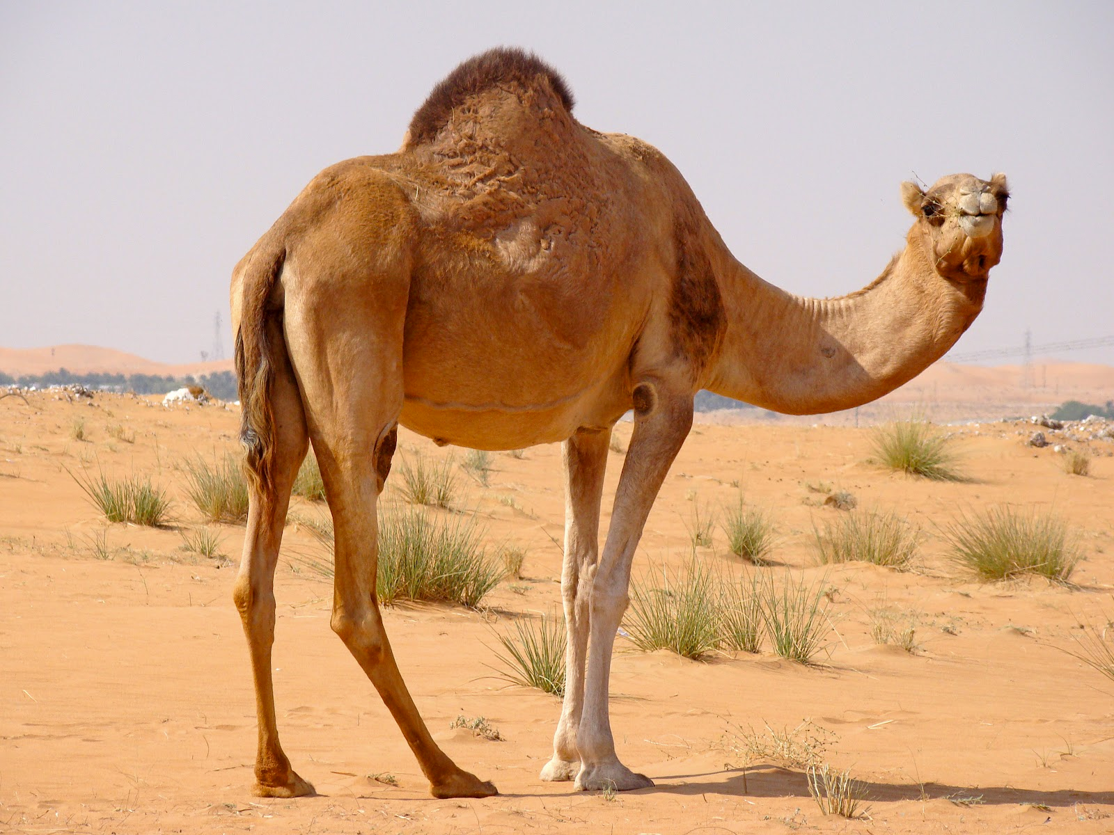 dromedary water system