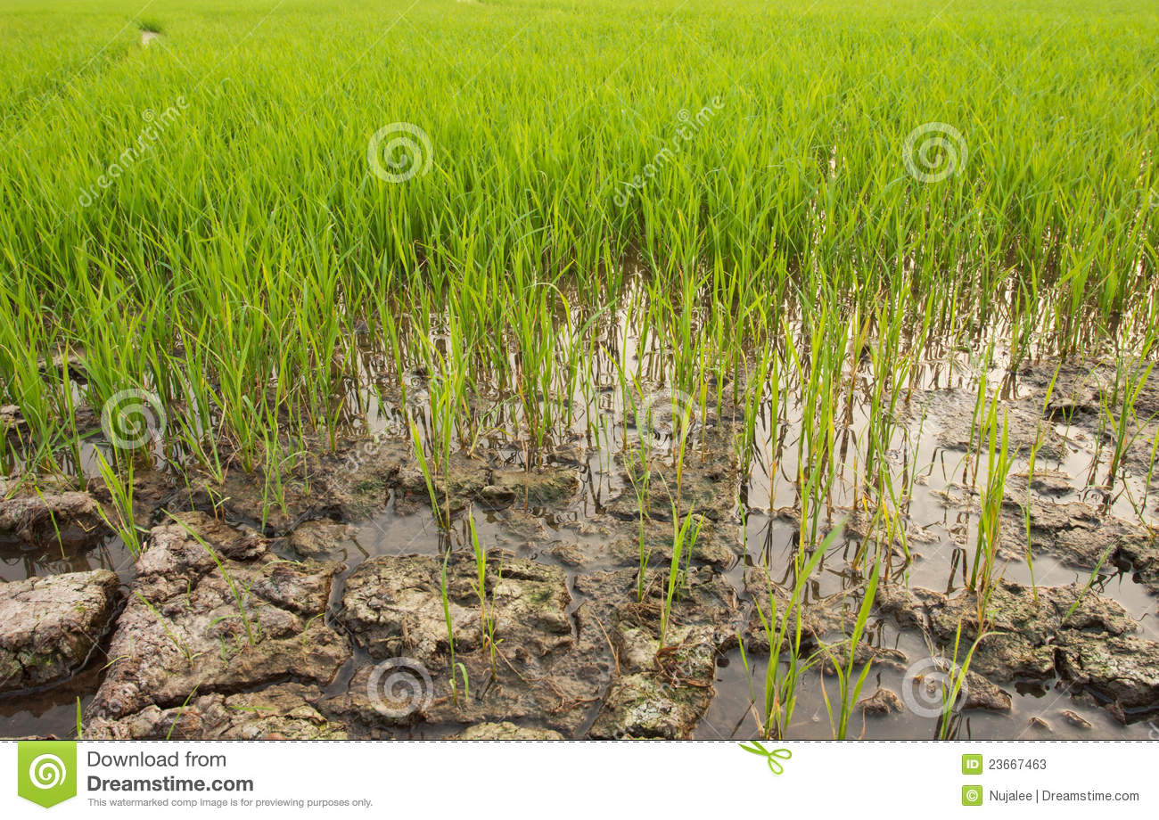 RICE At Emaze Presentation rice-at-emaze-presentation