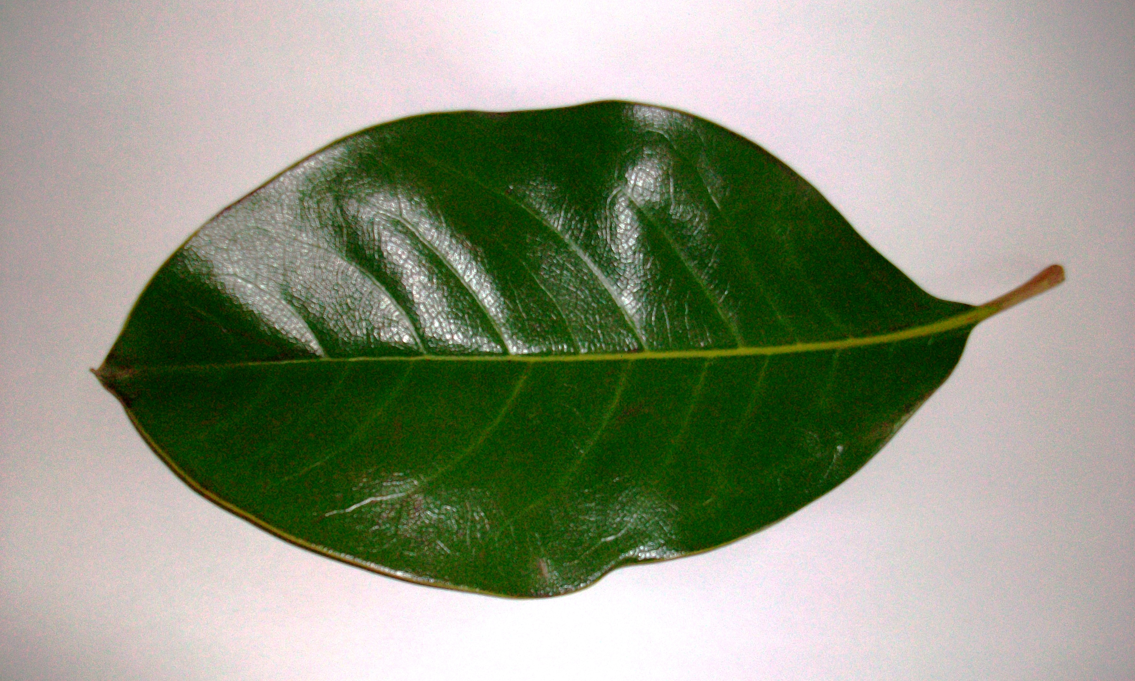 Какие листья у магнолии фото